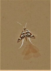 Chrysendeton medicinalis