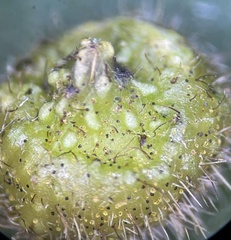 Caryomyia turbanella