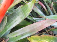 Aechmea pineliana