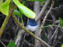 Myiagra rubecula