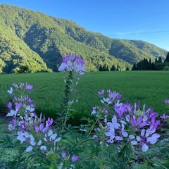 Cleome