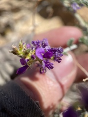 Psorothamnus polydenius