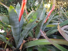 Aechmea pineliana