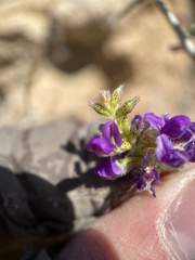 Psorothamnus polydenius