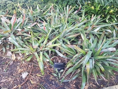 Aechmea pineliana