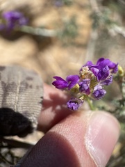 Psorothamnus polydenius