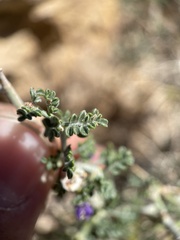 Psorothamnus polydenius