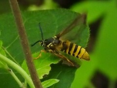 Pennisetia marginatum