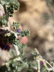 Psorothamnus polydenius