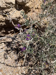 Psorothamnus polydenius