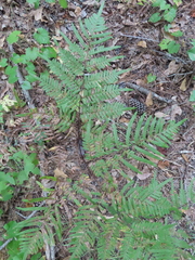 Pteridium aquilinum pseudocaudatum