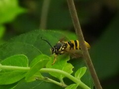 Pennisetia marginatum