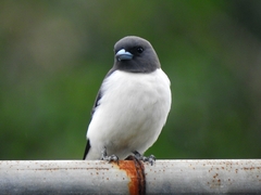 Artamus leucorynchus