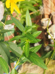 Asclepias incarnata