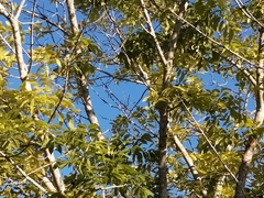 Megarynchus pitangua