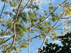 Megarynchus pitangua