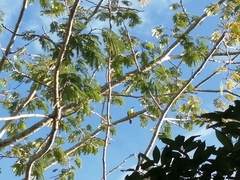 Megarynchus pitangua