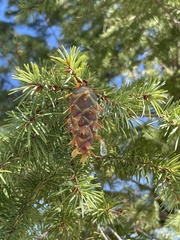 Pseudotsuga menziesii glauca