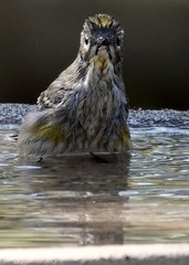 Setophaga coronata auduboni