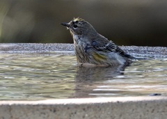 Setophaga coronata auduboni