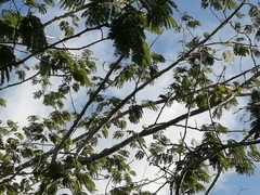 Megarynchus pitangua