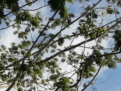 Megarynchus pitangua