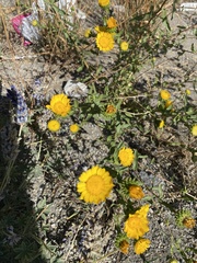 Grindelia squarrosa