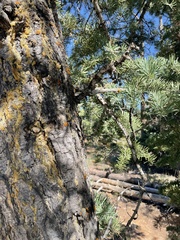 Pseudotsuga menziesii glauca