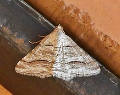 Digrammia pallorata