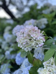 Hydrangea