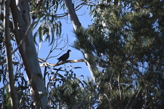 Patagioenas araucana