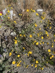 Grindelia squarrosa