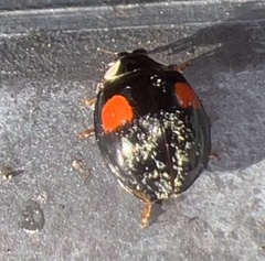 Hesperomyces harmoniae