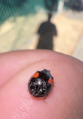 Hesperomyces harmoniae