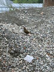 Trochalopteron lineatum