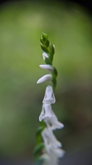 Spiranthes tuberosa