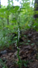 Spiranthes tuberosa