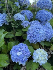 Hydrangea