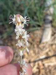 Eriogonum racemosum
