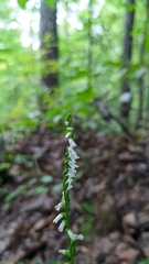 Spiranthes tuberosa