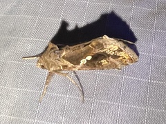 Chrysodeixis