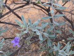 Eremophila