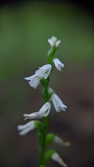 Spiranthes tuberosa