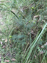 Pultenaea weindorferi