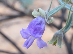 Eremophila