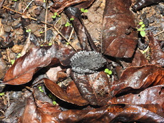 Leptobrachium hasseltii