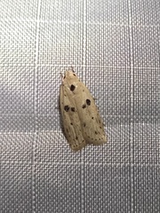 Scythropiodes issikii