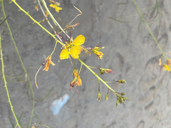 Cleome foliosa lutea