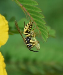 Vespula maculifrons