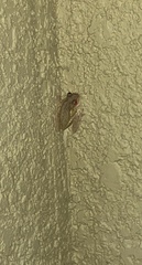 Osteopilus septentrionalis